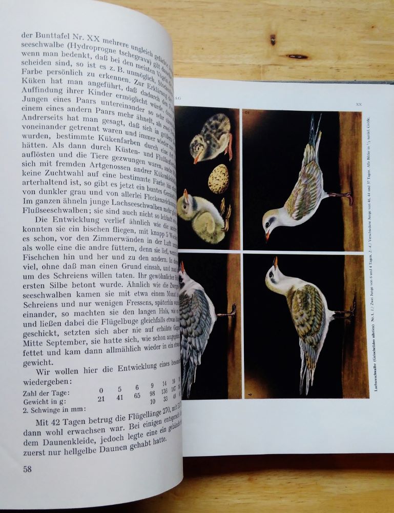 Die Vogel Mitteleuropas / Band IV.