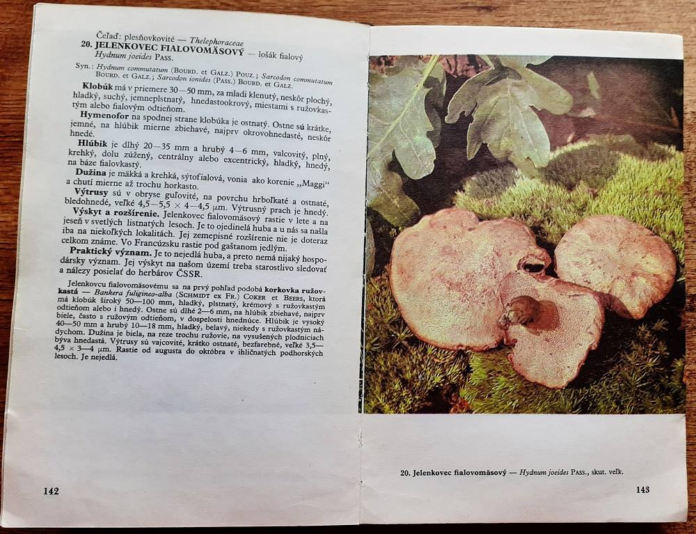 Huby lesov, polí a lúk