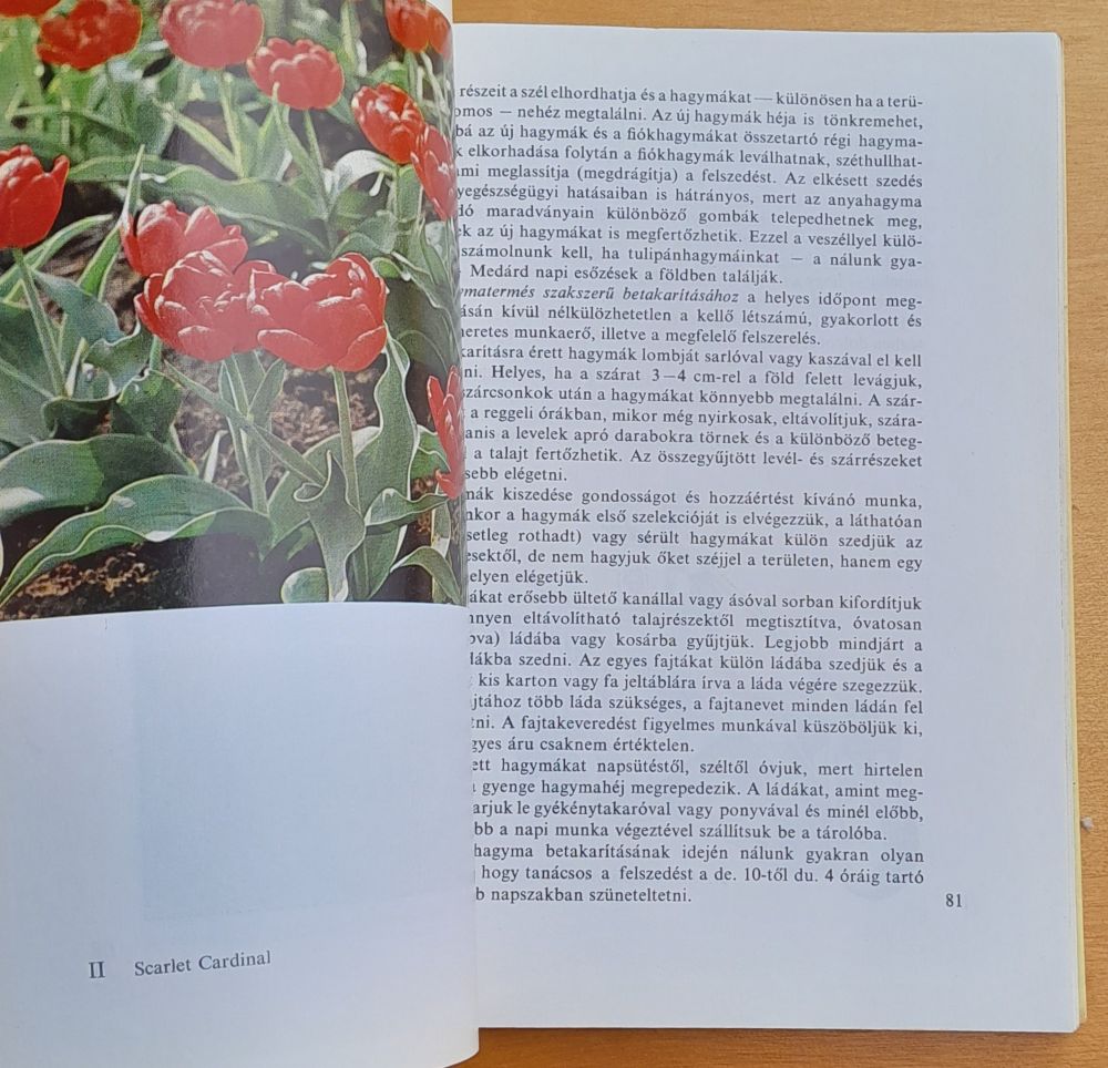 A tulipán