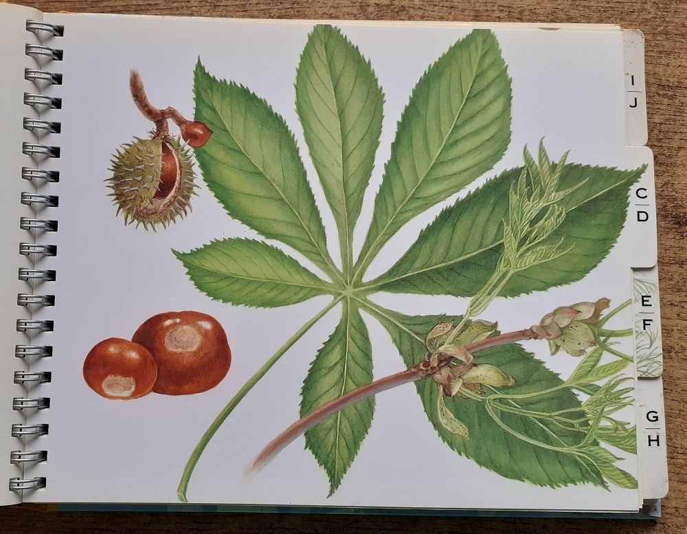 Healing with Herbs A-Z