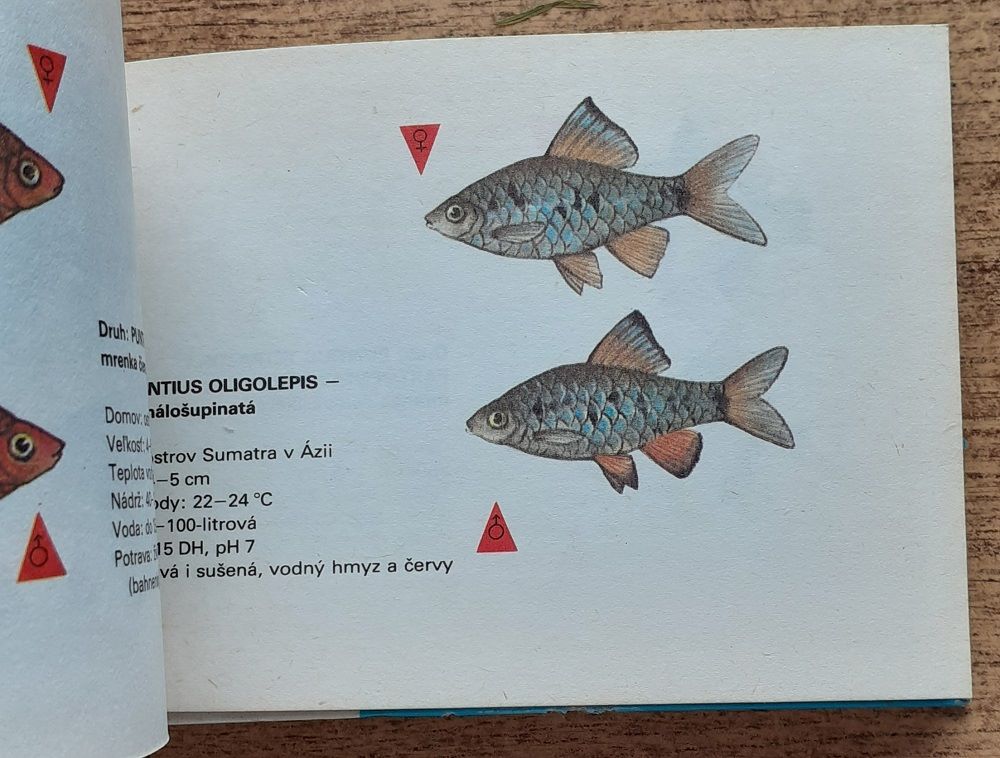 Akvárium v kocke / Atlásky