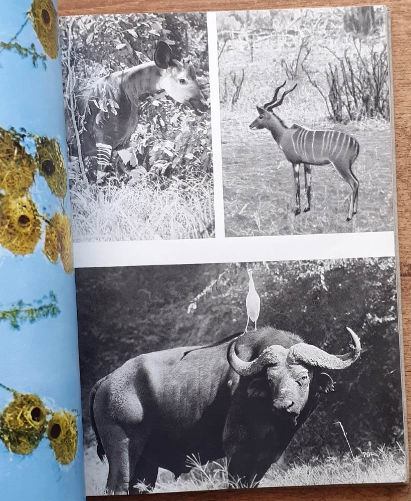 Aj nosorožce patria ľudstvu / Boje o africkú zver 