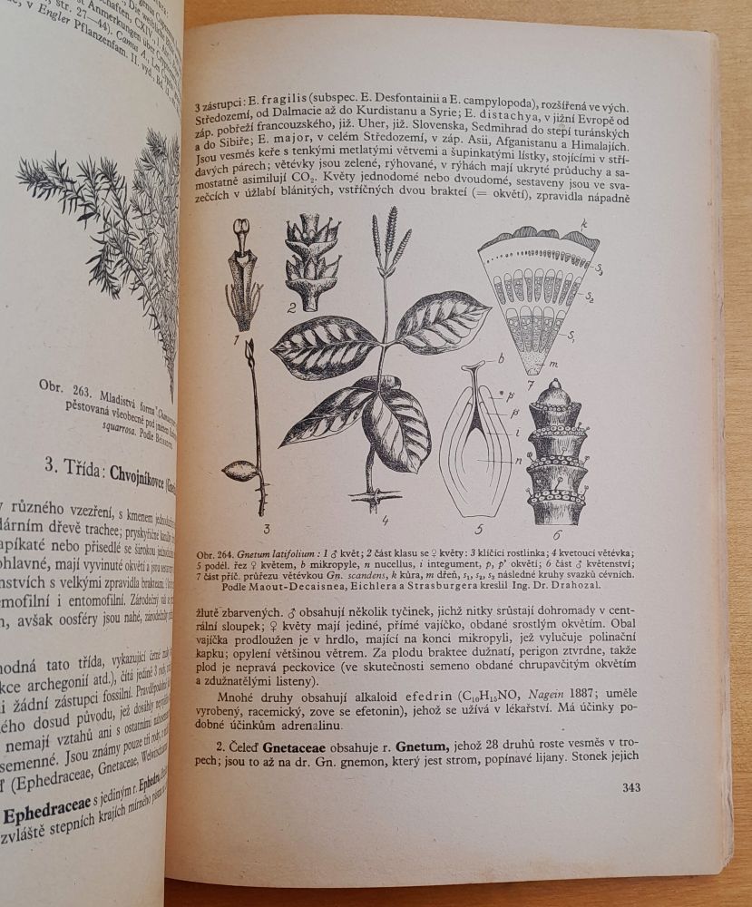 Speciální botanika zemědělská