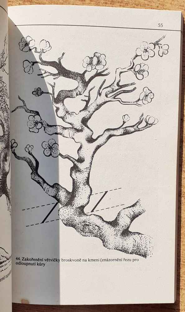 Bonsaj / Bonsai