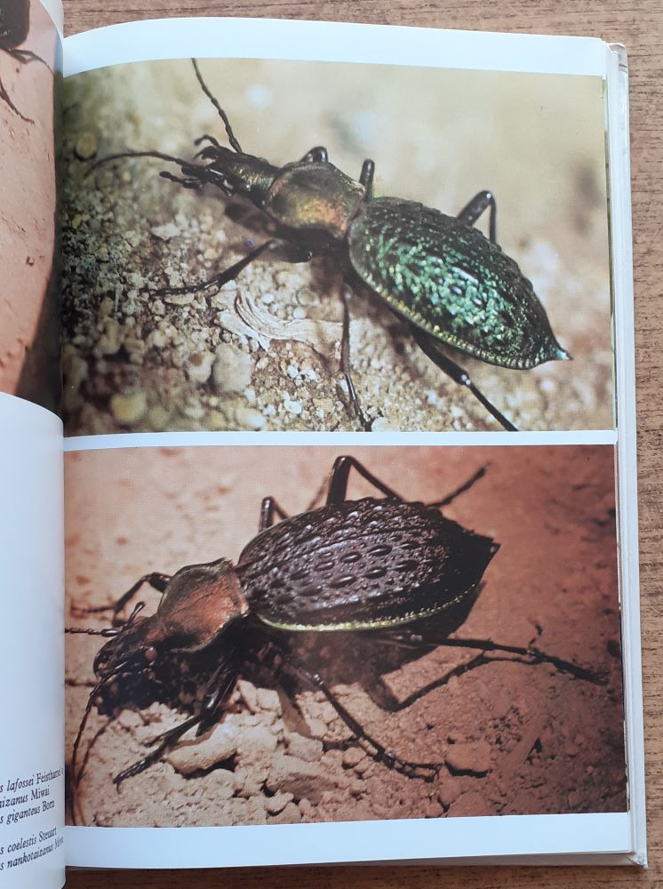 Nejkrásnější brouci tropú / Živou přírodou