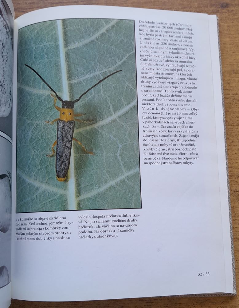 Stretnutie s krásou