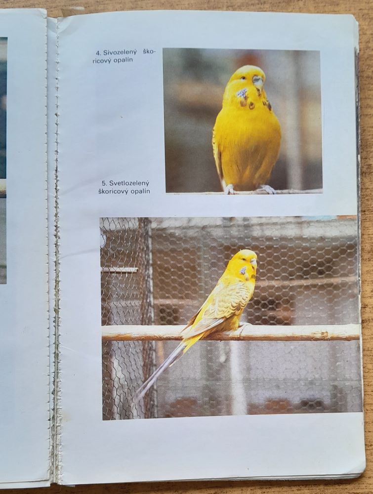 Chováme papagájce vlnkované, andulky / 6