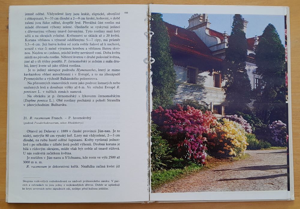 Rododendrony / Živou přírodou