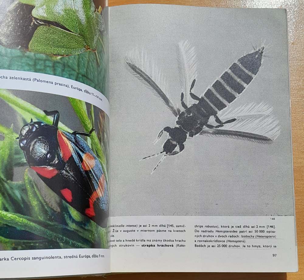 Veľký obrazový atlas hmyzu