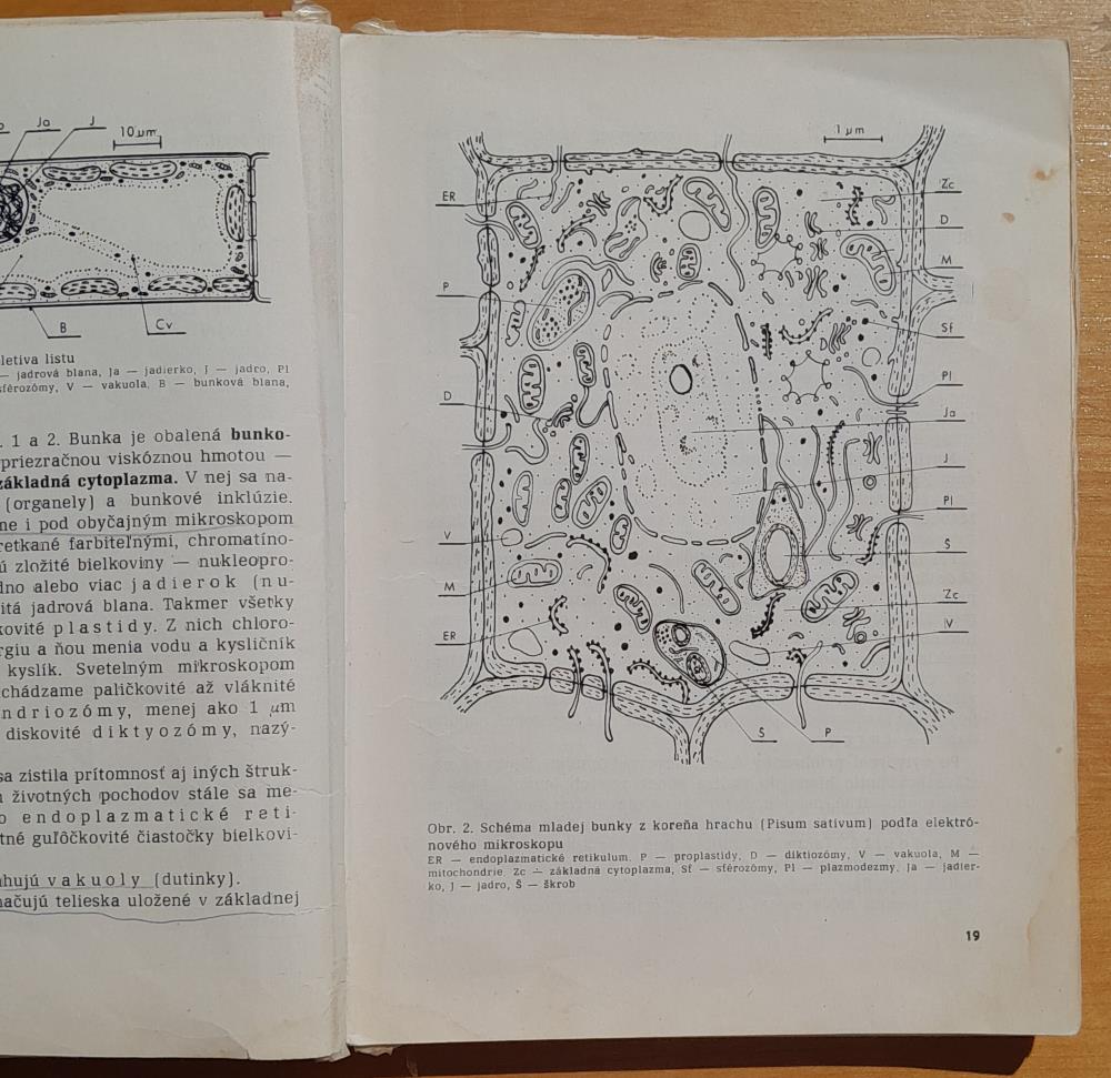 Botanika / Učebnice pre stredné zdravotnícke školy