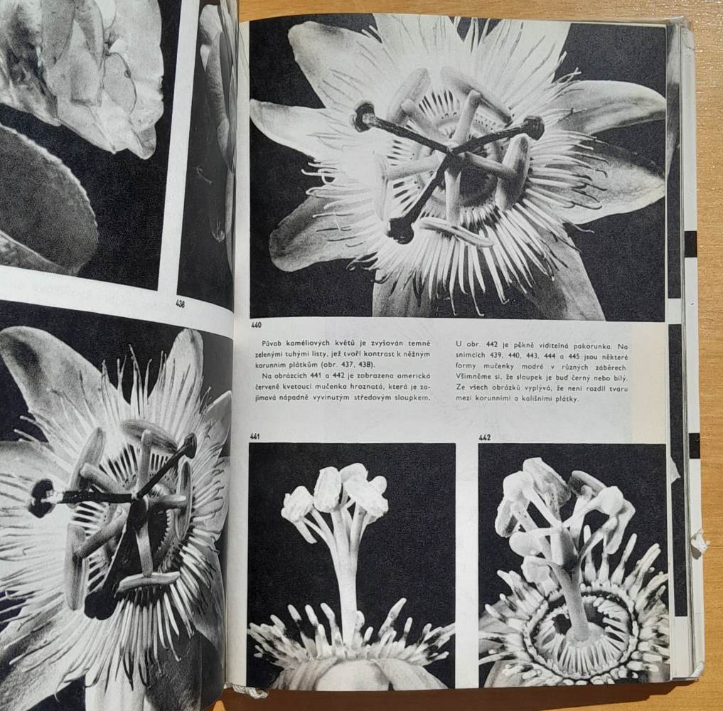 Skrytá krása rostlin / Lesnictví a myslivost