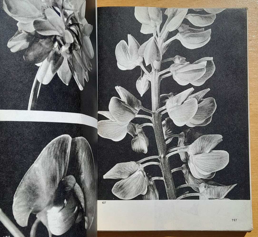 Skrytá krása rostlin / Lesnictví a myslivost