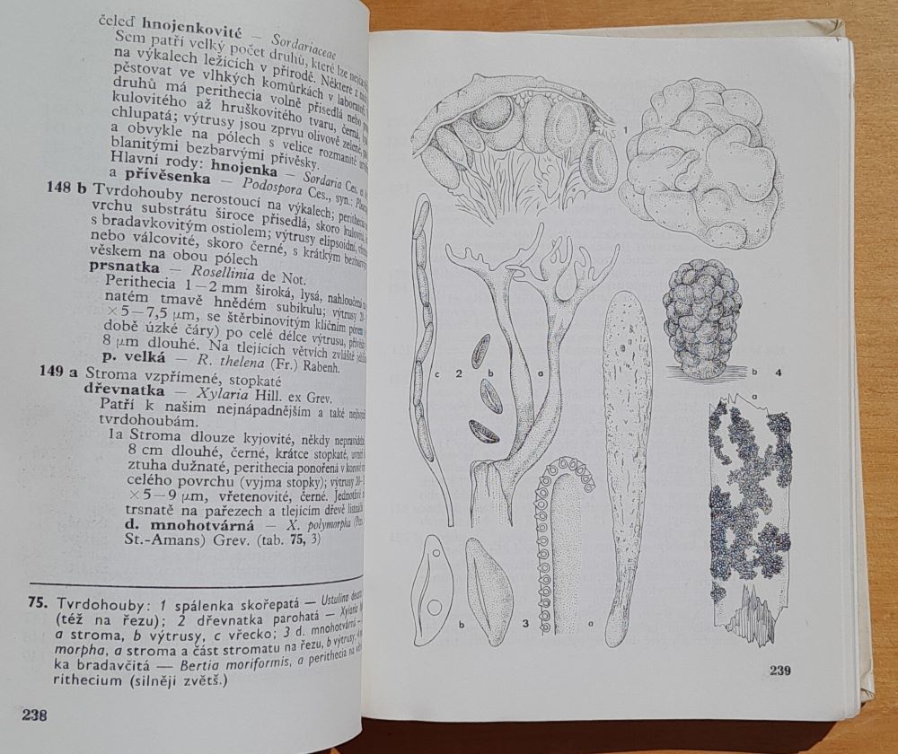 Klíč k určování bezcévných rostlin / Pomocné knihy pro žáky škol I. a II. cyklu
