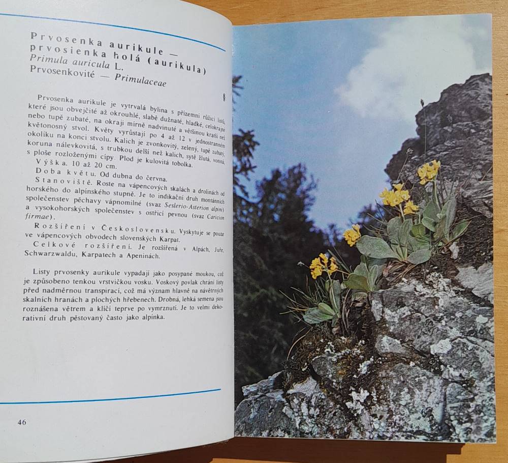 Horské rostliny ve fotografii