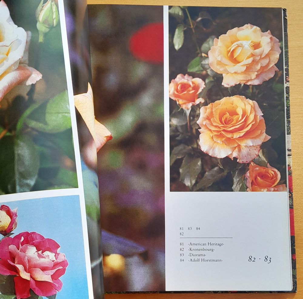 Rozárium / Hlavnej botanickej záhrady pri Akadémii vied ZSSR