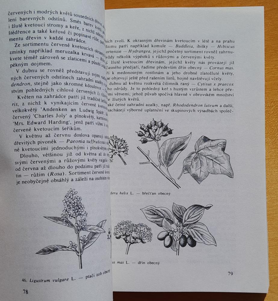 Okrasné listnáče našich zahrad / Rostlinná výroba