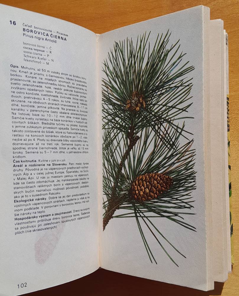 Rastliny lesov 1. / Edícia Obrázky z prírody