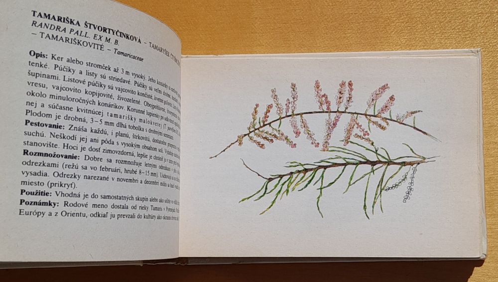 Okrasné dreviny parkov a záhrad / Atlásky