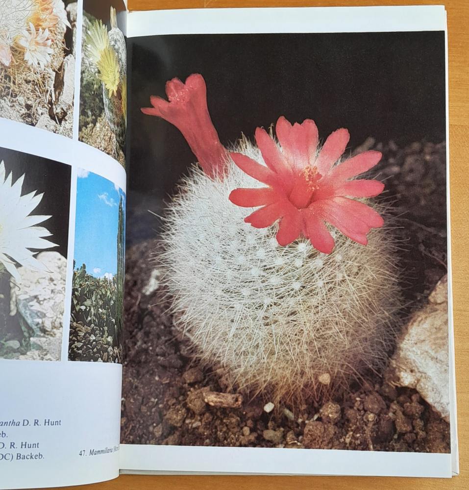 Kaktusy v přírodě / Živou přírodou