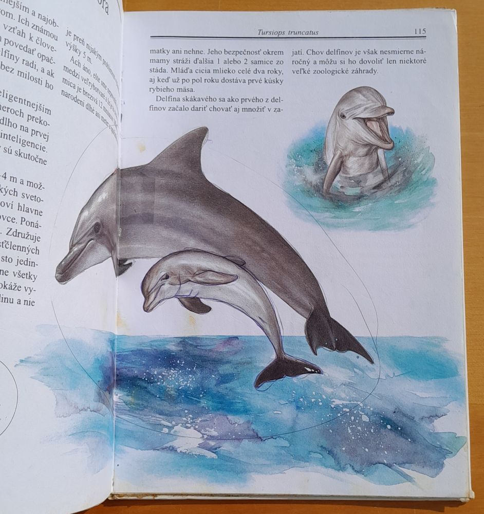 Zvieratá a ich mláďatá v ZOO