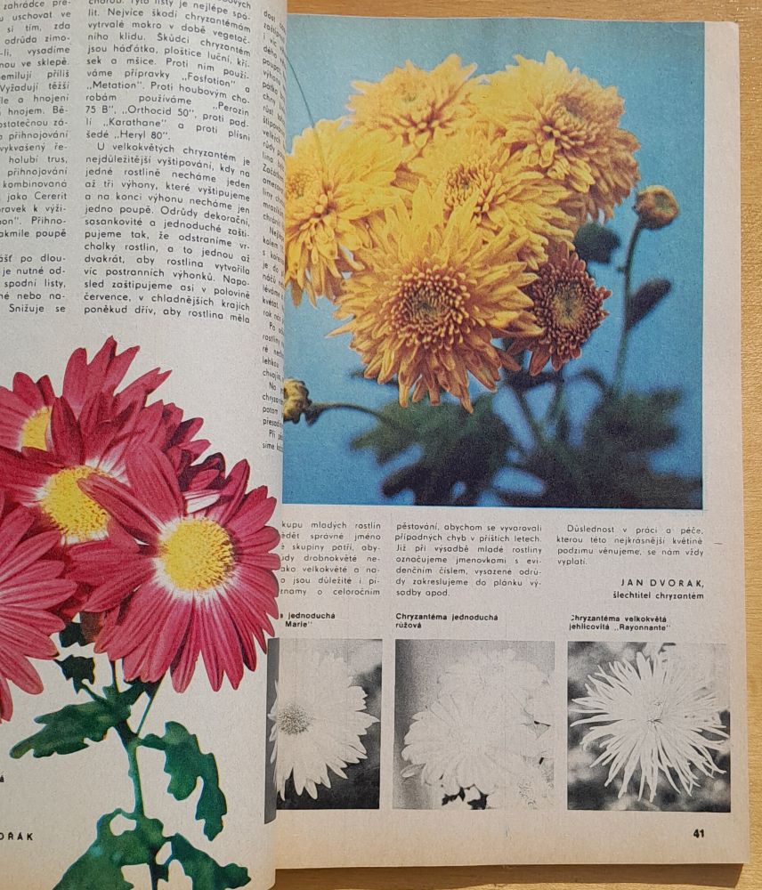 Hobby 19 / Knihovna Květy
