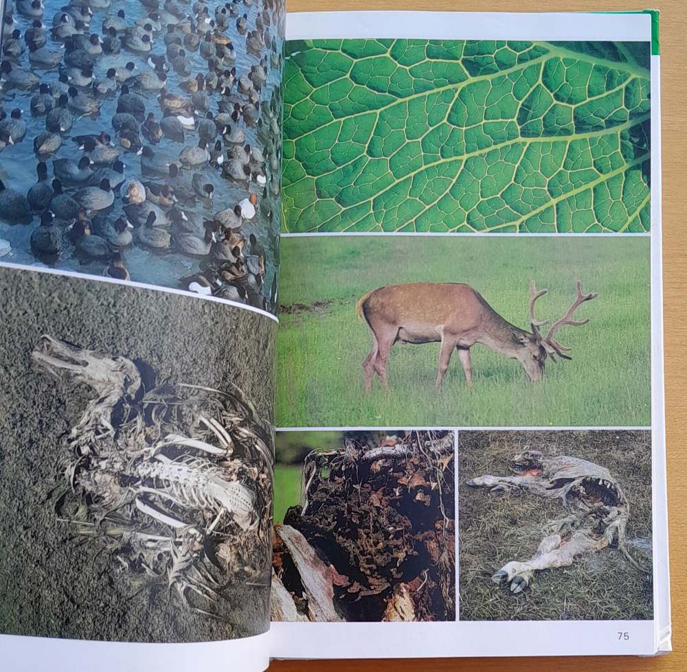 Žiť a prežiť / Sprievodca prírodou