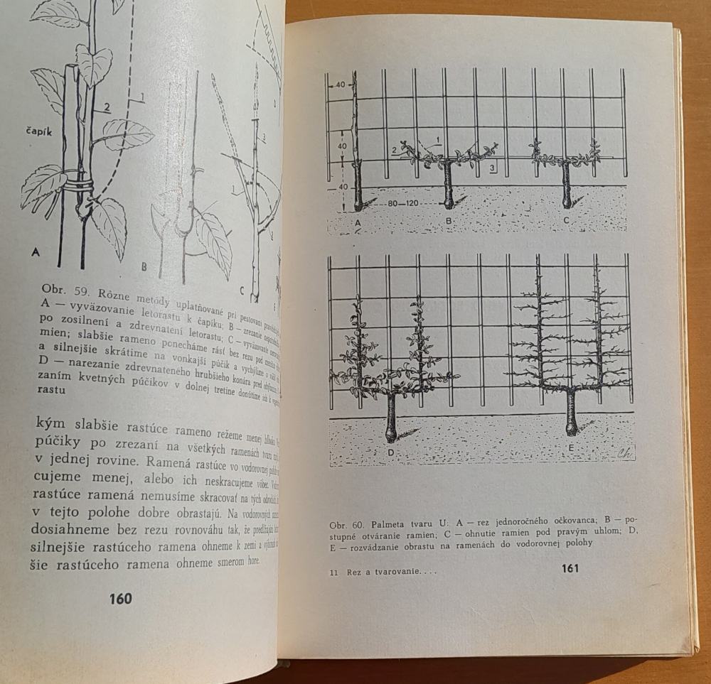 Rez a tvarovanie ovocných drevín