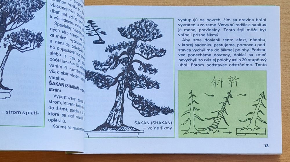 Bonsaj / Bonsai