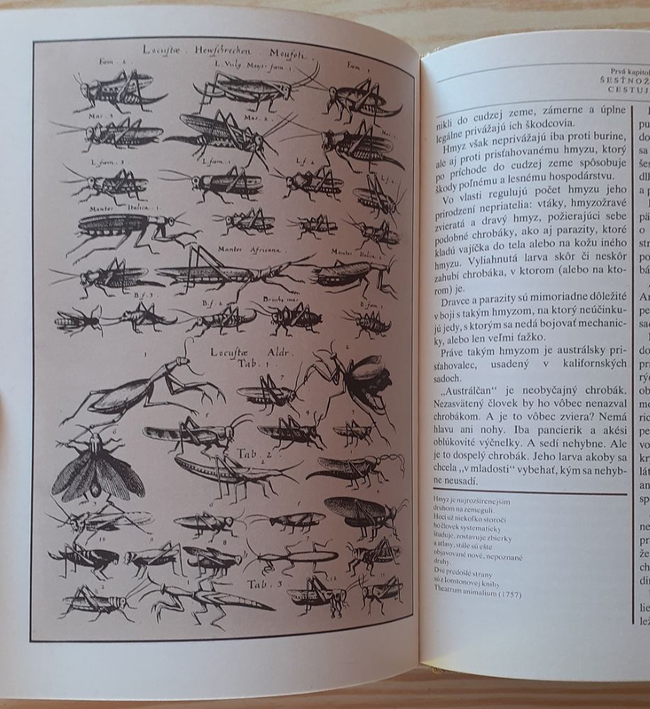 Zachránili husi Rím?