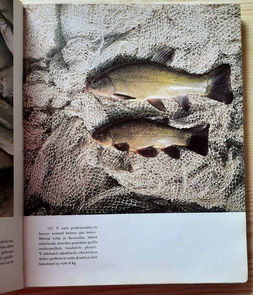 O rybách a rybároch