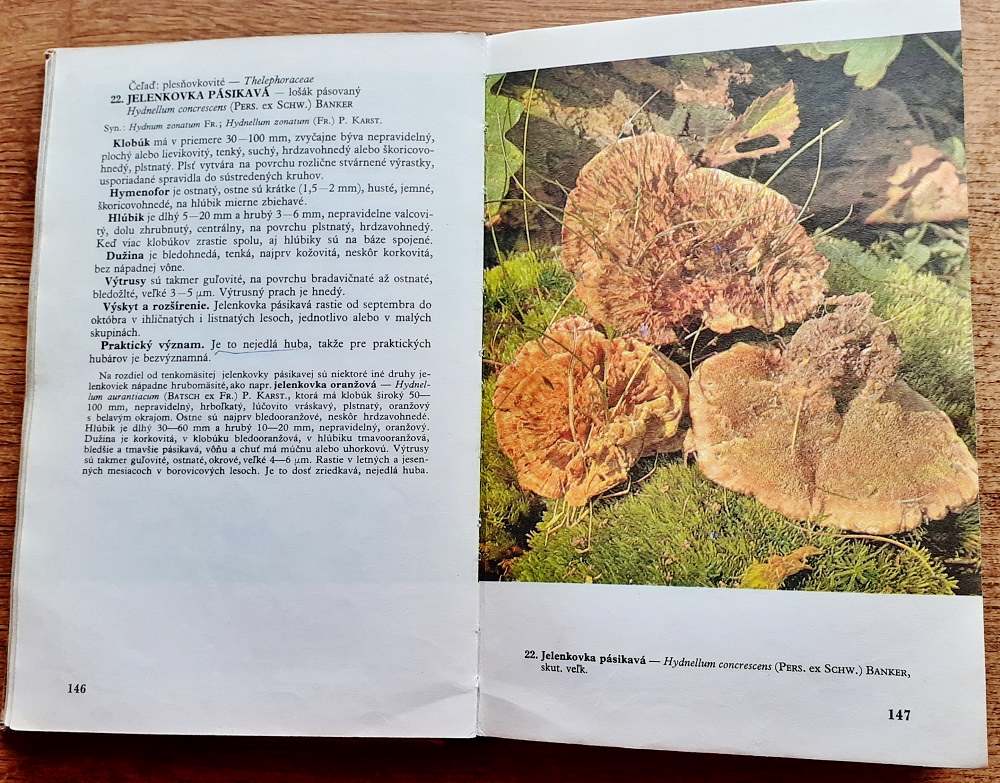 Huby lesov, polí a lúk