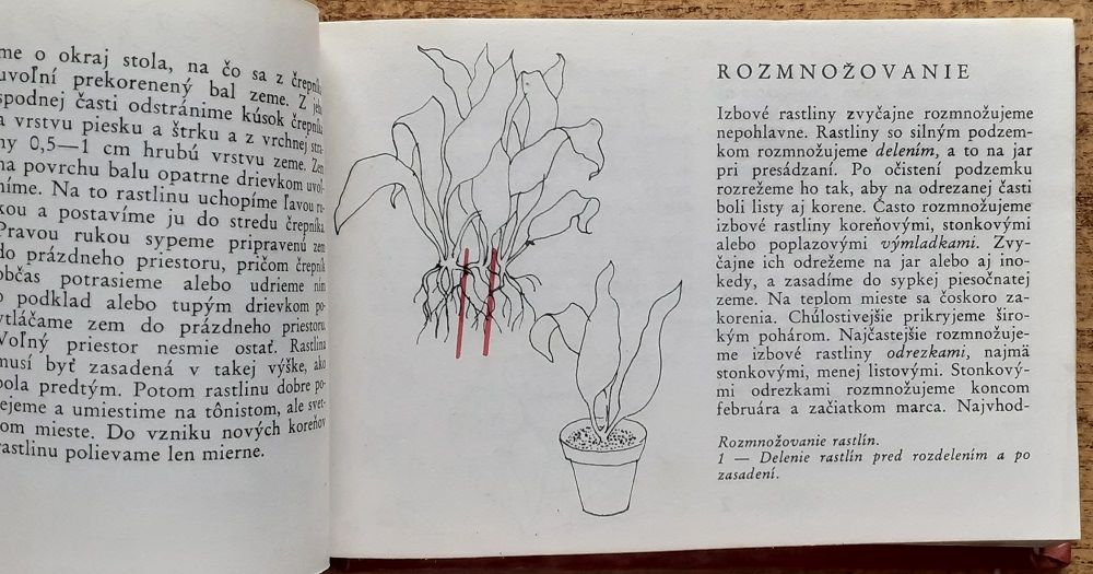 Izbové rastliny / Atlásky