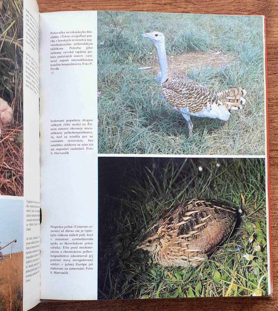 Aby prežili rok 2000