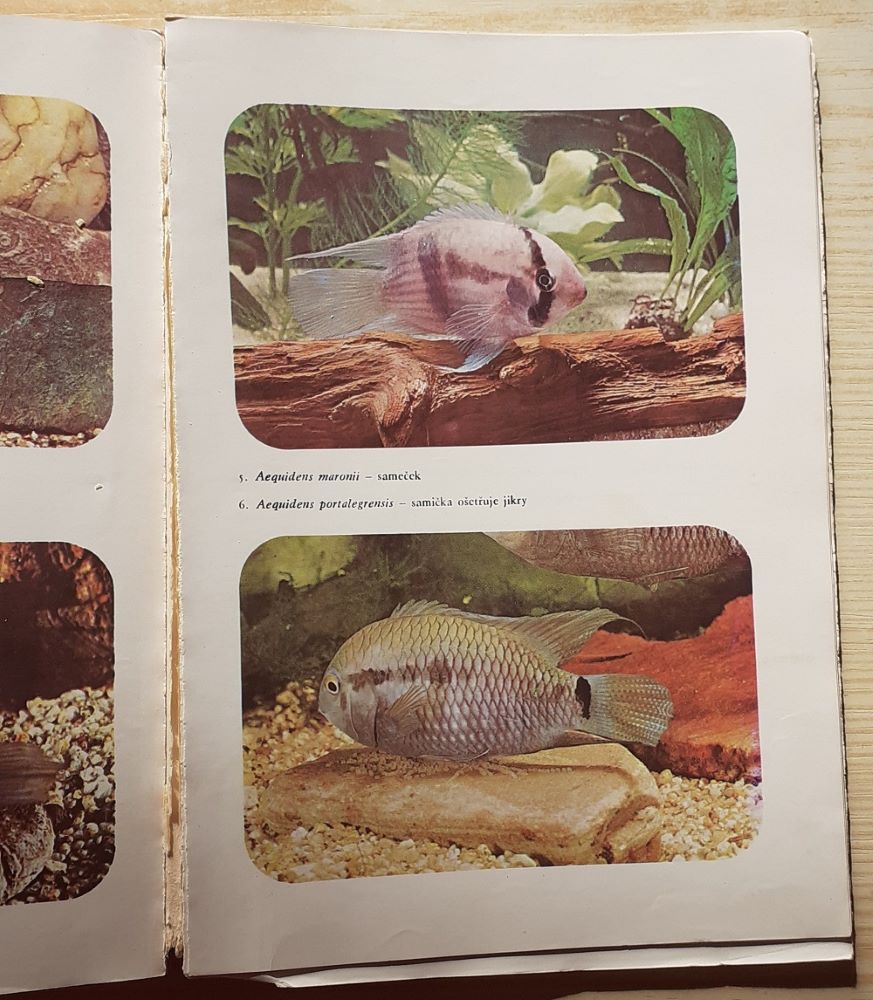 Akvarijní ryby