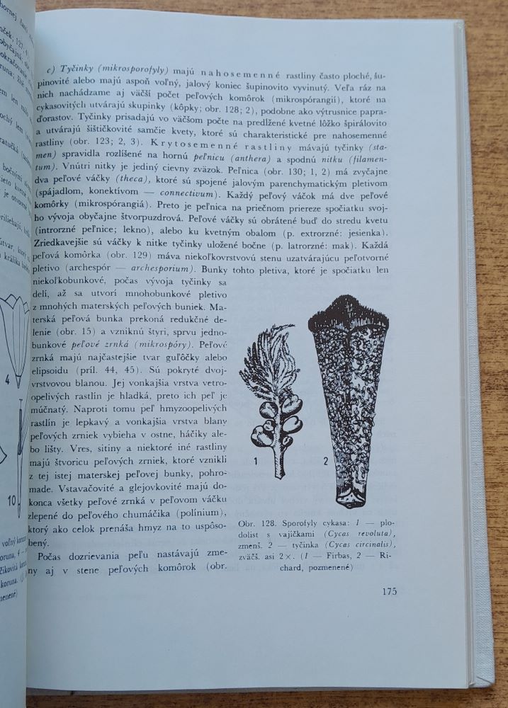 Základy rastlinnej morfológie