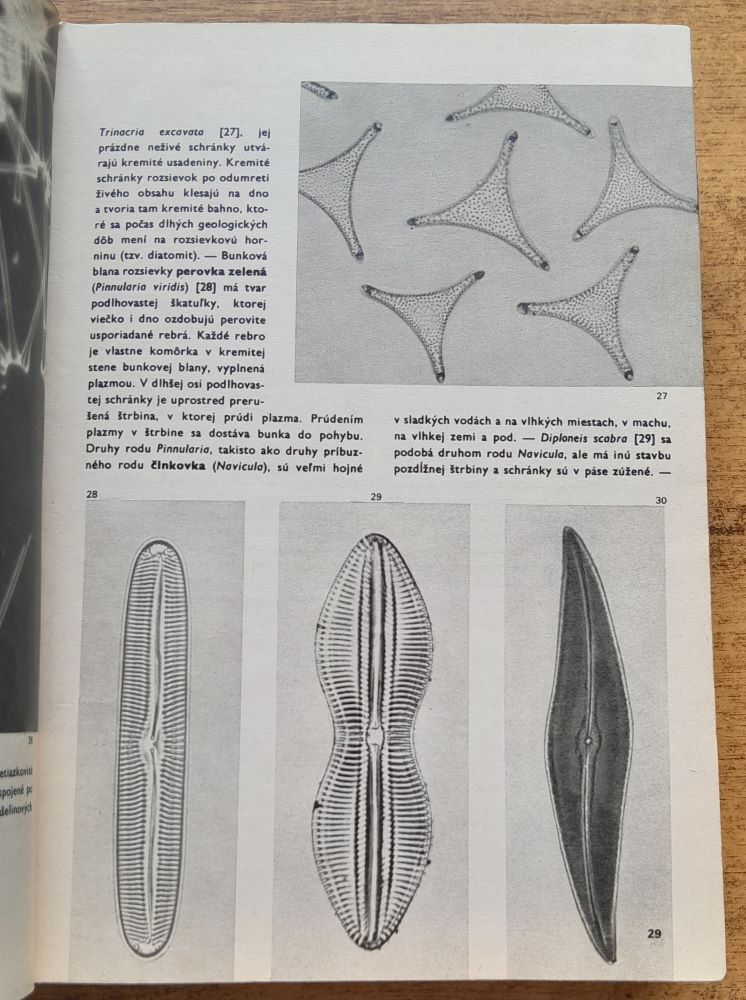Veľký obrazový atlas rastlín