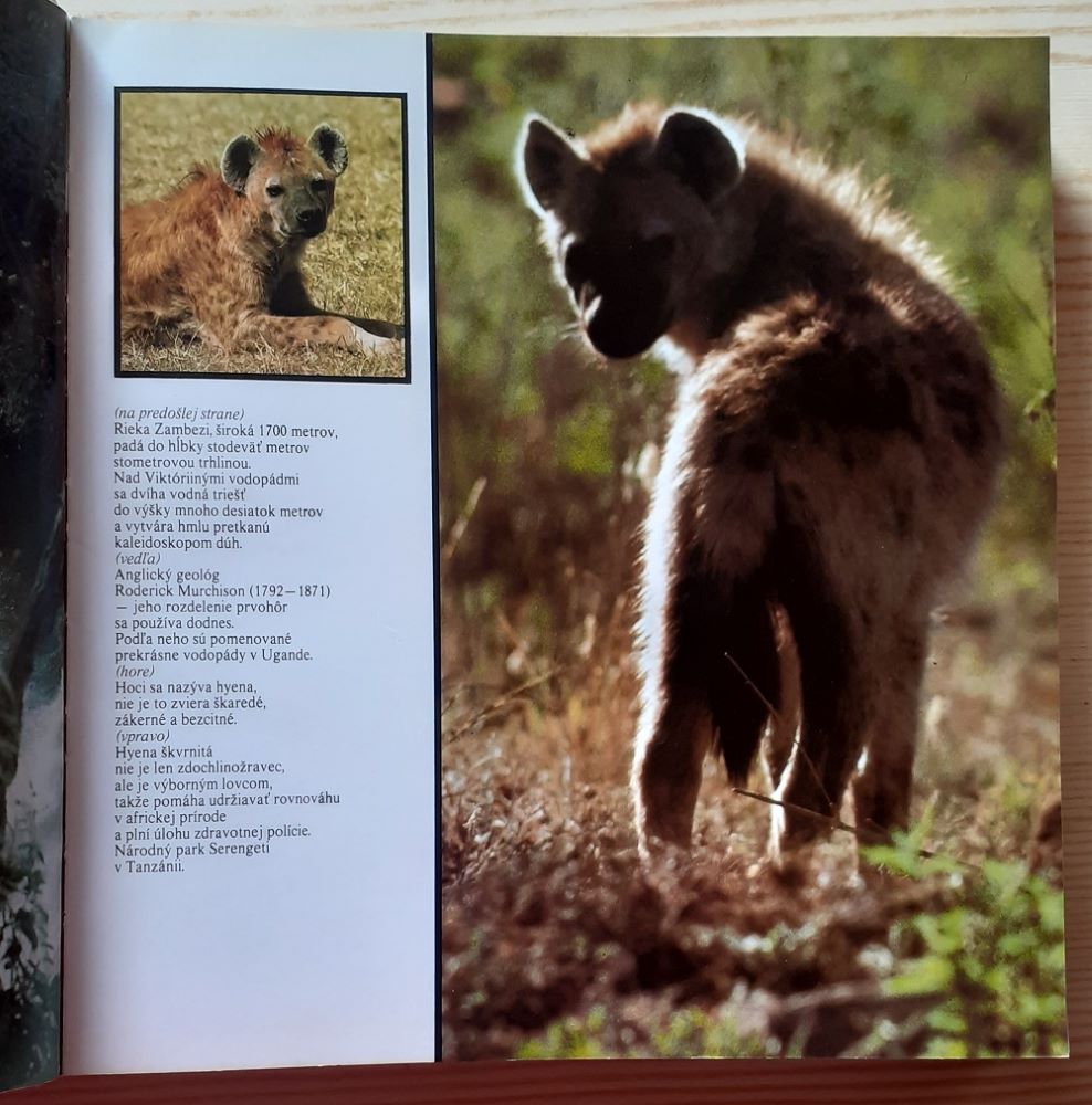 Lev nie je kráľom zvierat 