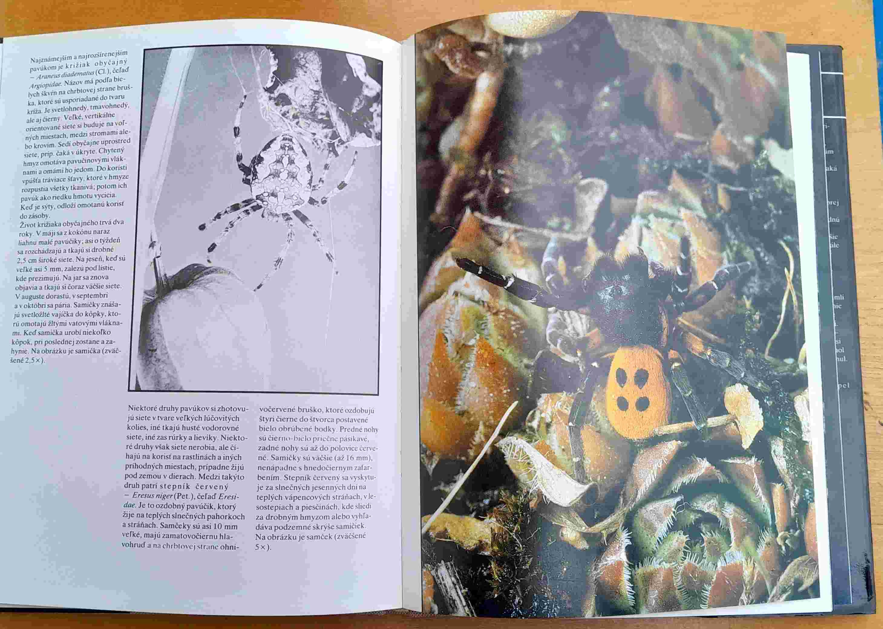 Stretnutie s krásou