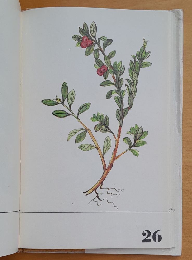 Pestovanie liečivých rastlín na malých plochách