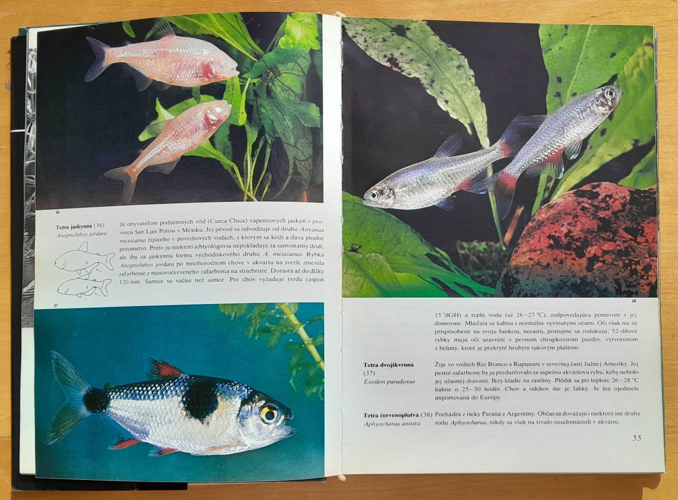 Akváriové ryby / Edícia Knižnica rybára