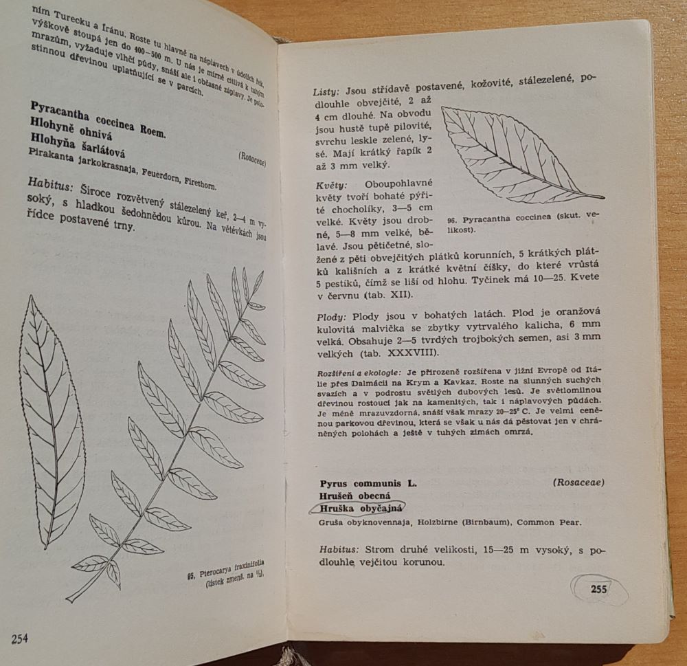 Listnáče lesú a parkú