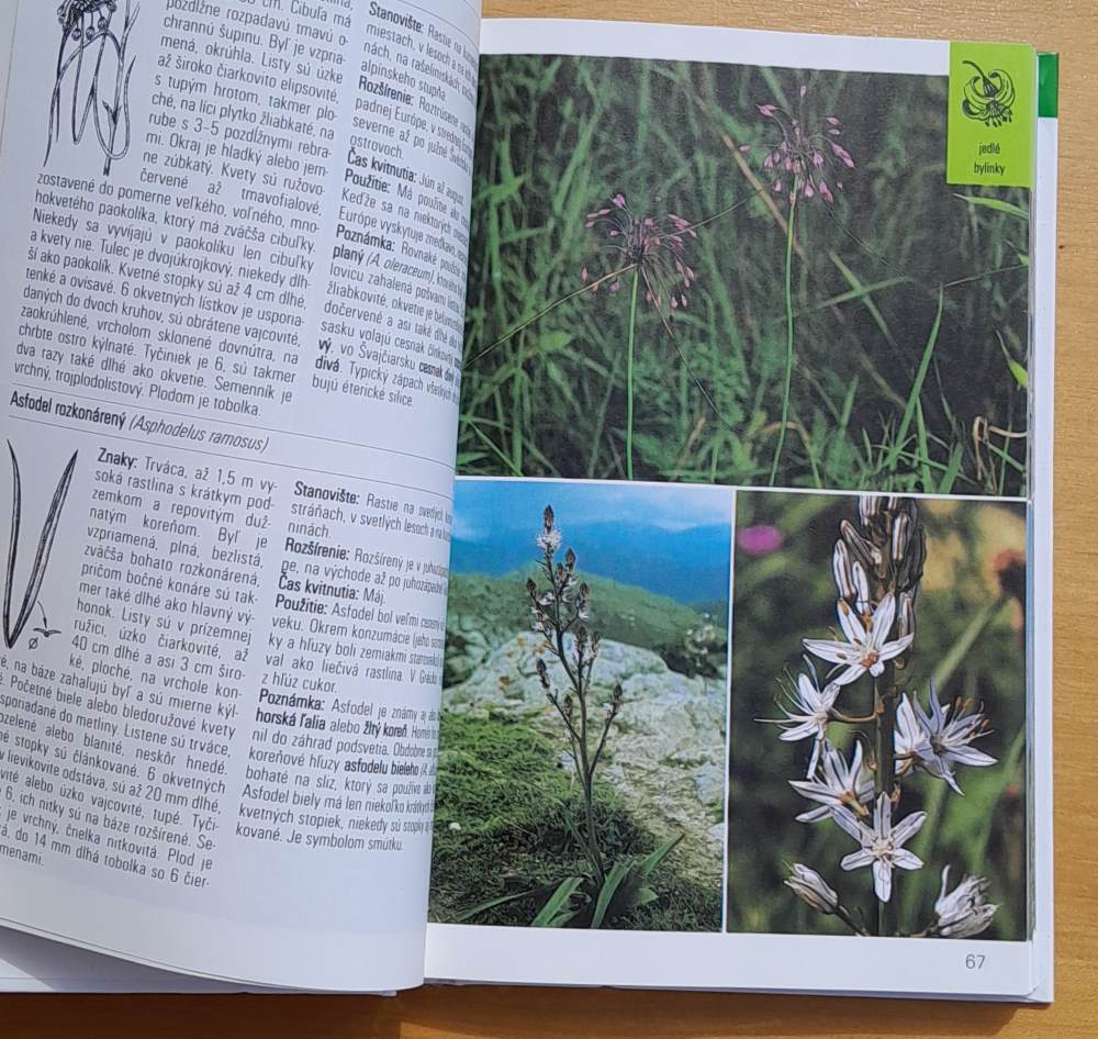 Dužinaté plody / Bylinky / Sprievodca prírodou