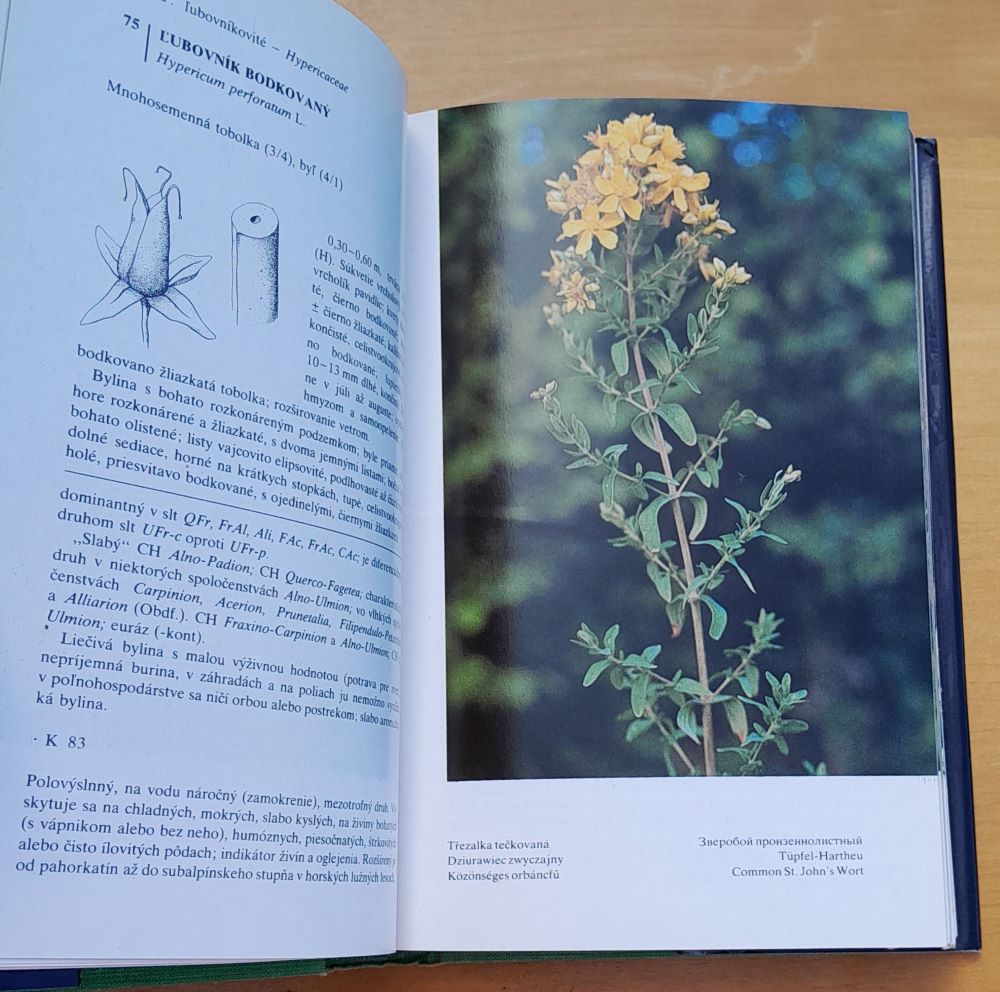 Lesné rastliny vo fotografii