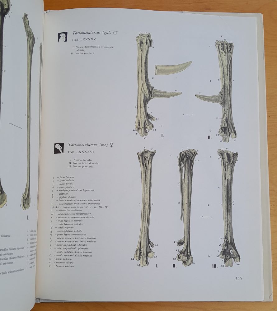 Anatomia avium domesticanum 1.