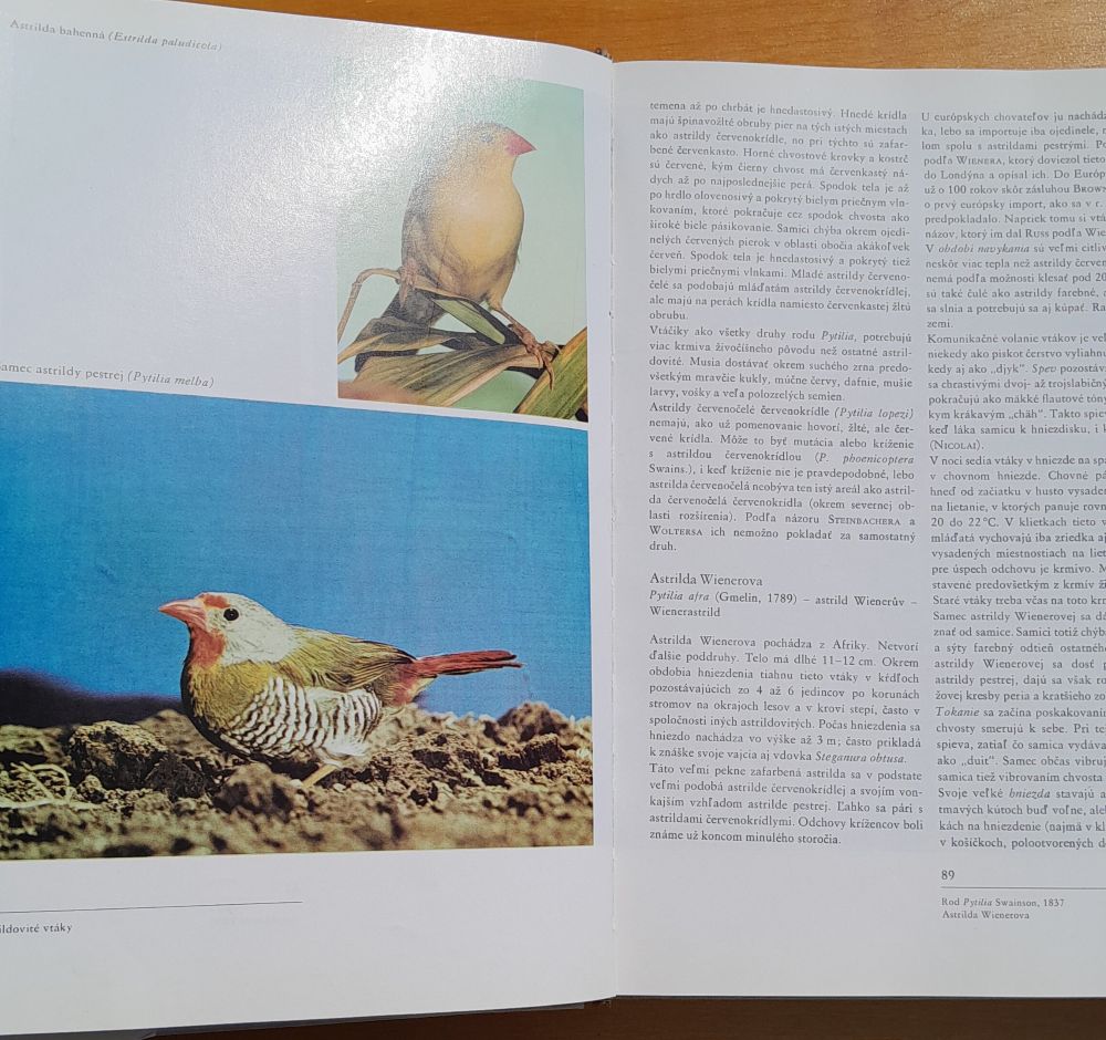 Astrildovité vtáky / Knižnica drobnochovateľa