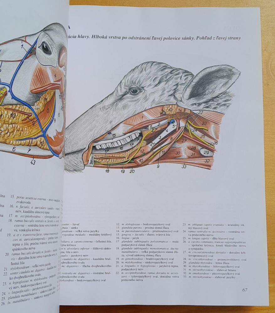 Atlas topografickej anatómie hospodárskych zvierat 1.- 3. diel / piate vydanie
