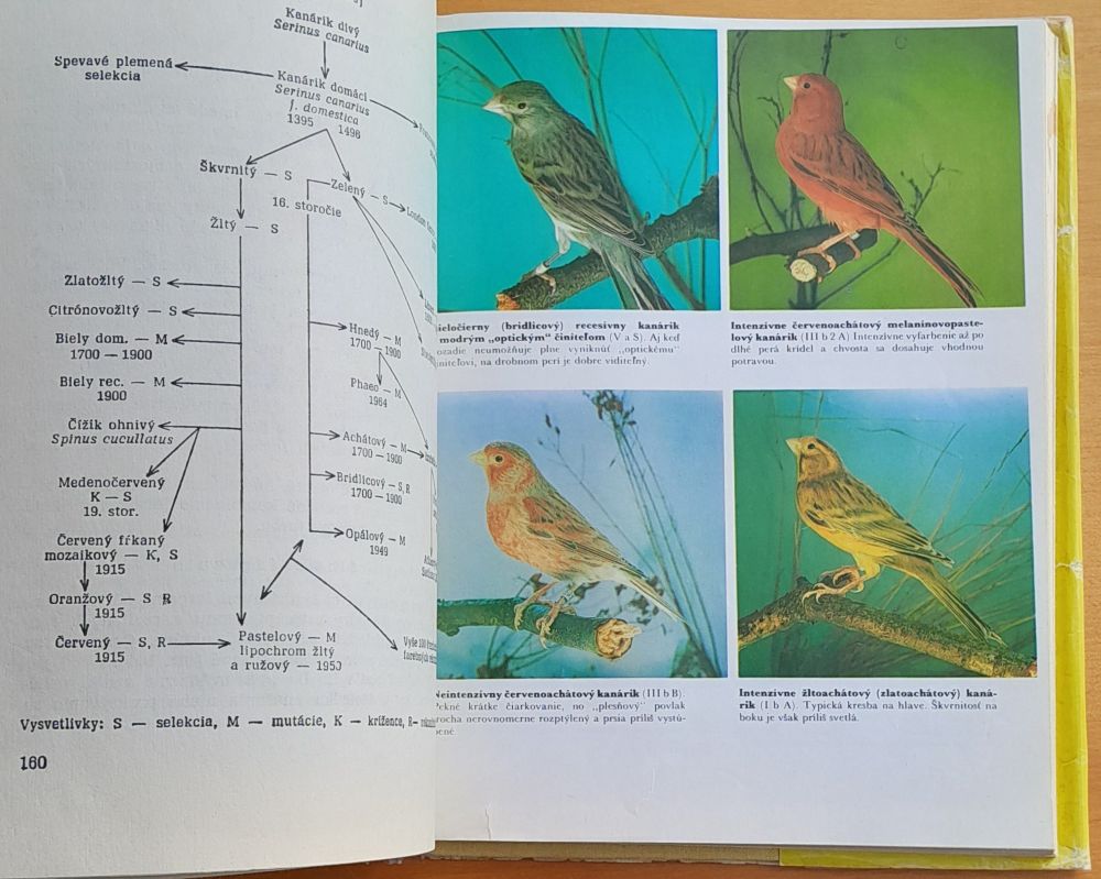 Chov kanárikov / Živočíšna výroba