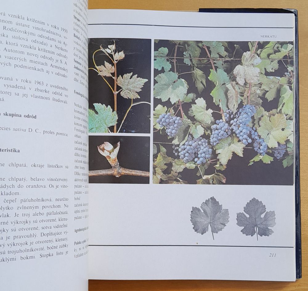 Ampelografia ČSSR - štúdium odrôd viniča hroznorodého