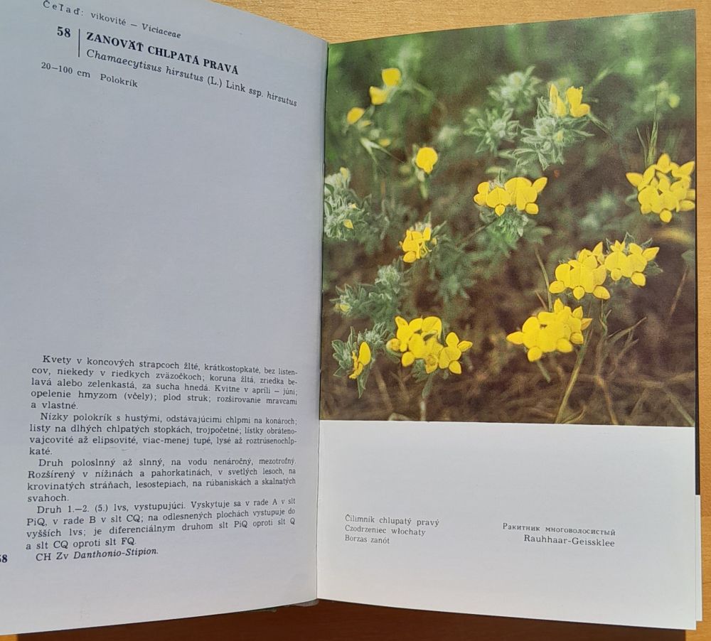 Lesné rastliny vo fotografii