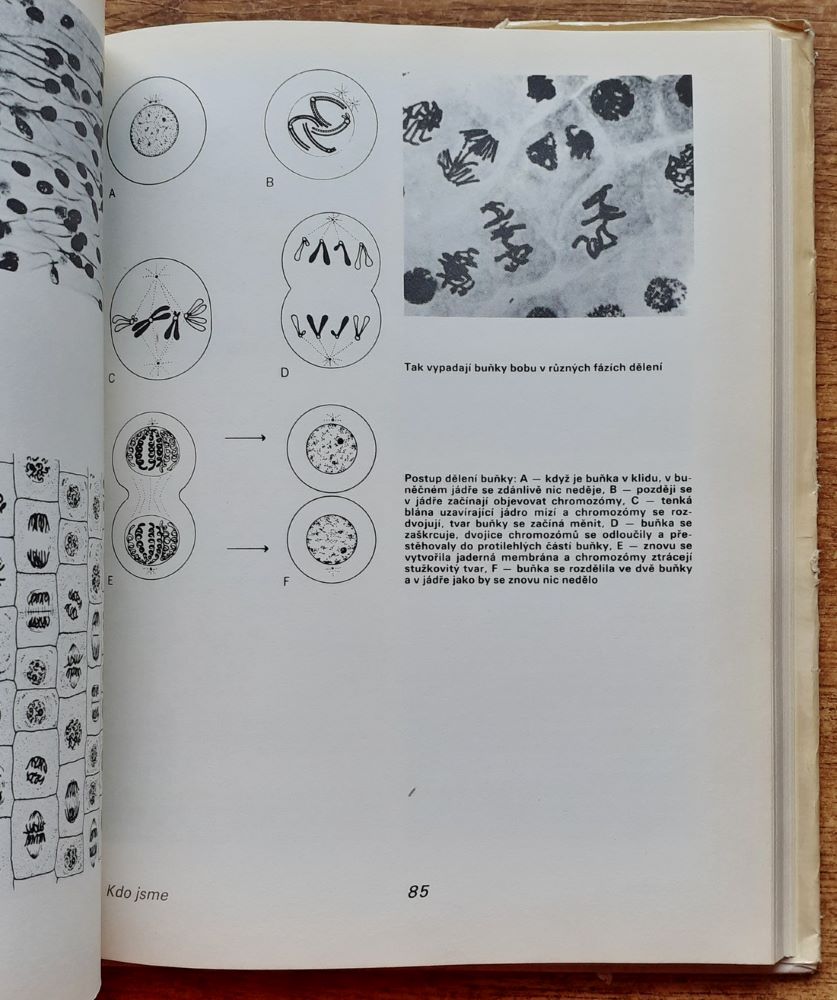 Kdo jsme - Kniha o životě, buňkách a učencích